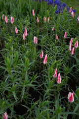Spring flower bed with tulips blooming season nature