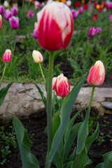 Spring flower bed with tulips blooming