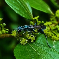 dragonfly on a leaf