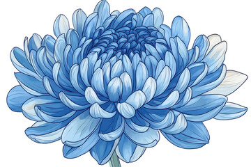 Obraz premium Detailed illustration of a vibrant, light blue chrysanthemum