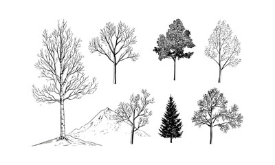 Fototapeta premium Cool Climate Birch Tree Silhouettes, breezy hillside forest, slender trunk woodland, summer mountain vector illustration, engraved line art, natural landscape clipart, alpine trees.