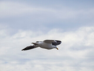 gaviota