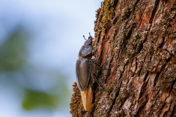 Close-up of a female European stag beetle climbing up a tree trunk on a sunny spring day.