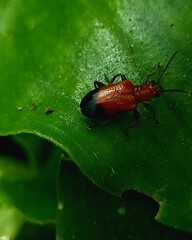 bug on leaf
