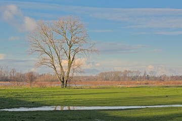 Fototapeta premium Bare tree in a meadow reflecting in a puddle of water in Bourgoyen nature reserve, Ghent, Flanders, Belgium 