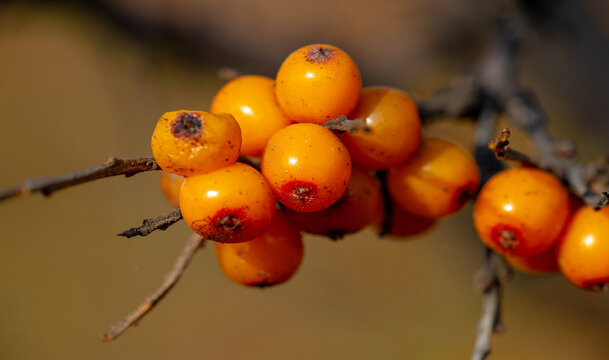 Sea buckthorn contains vitamins A, B1, B2, B6, C and other active ingredients. It may have some activity against stomach and intestinal ulcers and heartburn symptoms.