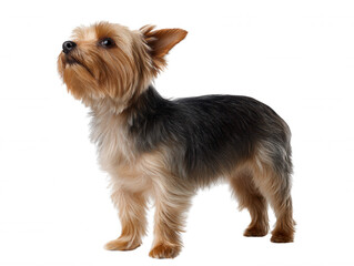 A charming Yorkshire Terrier with a distinctive tan and black coat stands alertly on a white background, its curious gaze directed upwards with interest and focus.