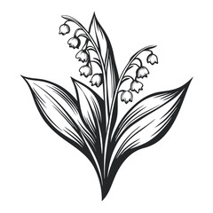 Monochrome Lily of the Valley Illustration with Detailed Leaves and Delicate Flowers Isolated on White, Floral Design                                 