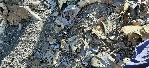 A detailed perspective of the ground covered by a mix of dried leaves and soil, reflecting the natural cycle of fall foliage and outdoor textures under natural sunlight