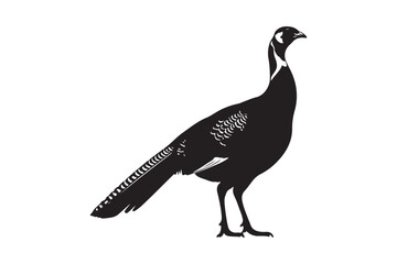 Obraz premium Majestic peacock bird illustration detailed vector graphic