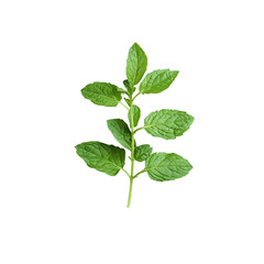 Fototapeta premium Fresh green mint sprig isolated on transparent background