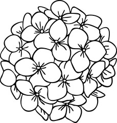Hydrangea flower line art. Hand drawn vector illustration