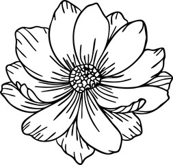 Cosmos flower line art. Hand drawn vector illustration