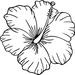 Hibiscus flower line art. Hand drawn vector illustration