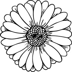 Daisy flower line art. Hand drawn vector illustration