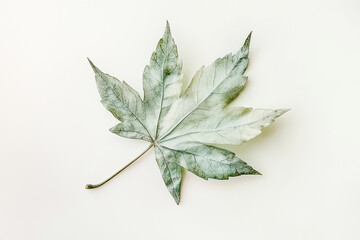 One green maple leaf on a white background