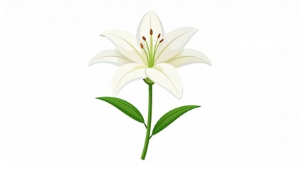 White Lily Flower Illustration