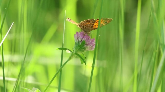 Mariposa Lasiommata megera alimentandose en flor de tr&eacute;bol rojo (Trifolium pratense) con hermoso bokeh de la hierba, Lorcha, Espa&ntilde;a