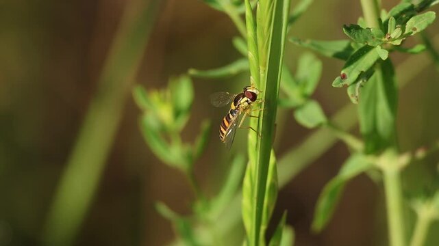 Mosca avispa Spaherophoria scripta mueve su cola posada en tallo de planta, Lorcha, Espa&ntilde;a