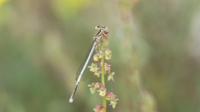 Caballito del diablo de patas blancas Platycnemis pennipes en flores de Acedera menor (Rumex acetosella), Lorcha, Espa&ntilde;a