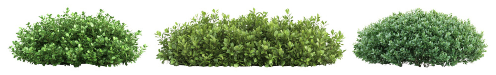 Naklejka na ściany i meble PNG Lush green decorative garden bushes, element set on transparent background