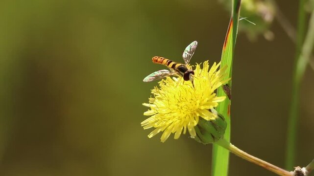 Mosca abeja Sphaerophoria scripta comiendo en flor de diente de le&oacute;n Hieracium umbellatum y otra mosca abeja se aceca a mirar, Lorcha, Espa&ntilde;a 