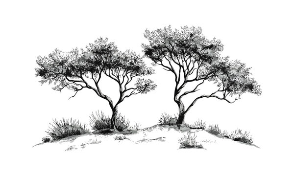 Engraved Mesquite Tree Silhouettes, dry canopy vector illustration, rugged desert forest pack, wild nature scene, droughtland ecosystem, arid terrain vegetation, southwestern desert plants.