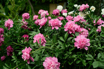A bush of pink double peonies blooms in the garden