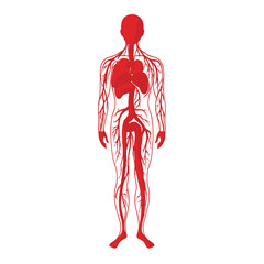 Detailed Red Human Circulatory System Illustration Featuring Veins Arteries and Heart Against a Clean White Background