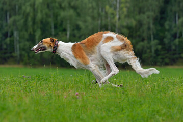 Hunting sighthound dog running on a field