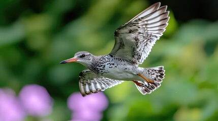 A speckled bird soars gracefully with outstretched wings during flight