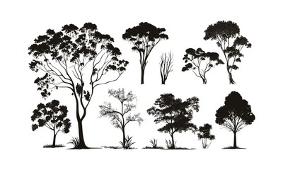 Eucalyptus Tree Spring Rainforest Design Elements, forest silhouette, nature clipart, wild tree, black tree, tree vector, vector illustration, botanical art, eco background. © aura studio