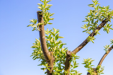 The trunks of the ornamental tree, silver oleaster, become overgrown with young branches and...