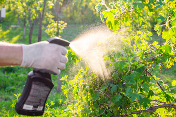 Spraying a currant bush against insects, pests and diseases using a sprayer. Pest control of garden plants