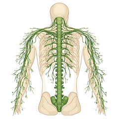 Detailed Back View Lymphatic System Diagram Showing Green Nodes Vessels and Beige Skeleton for Medical Illustration and Education on White Background