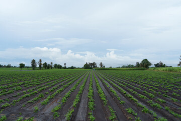 Growing peanut garden in a green field