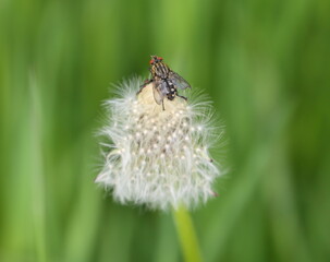 A fly sits on a white flower