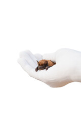 Small brown bat resting in white gloved hand.