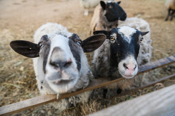 Curious sheep looking at camera on a farm.