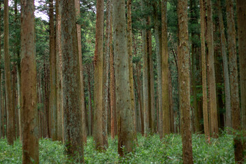 Fototapeta premium Pine Forest Nature of Summer. Green Background.deep green thick forest with high grass on ground and high dark thin tree .