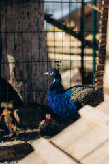 Peacock Inside a Zoo Enclosure in Natural Daylight