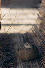 Close-Up of a Sparrow Nesting in a Natural Outdoor Setting