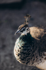Beautiful Close-Up of a Peacock with Intricate Feather Patterns