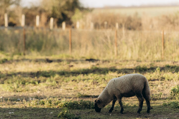 Sheep Grazing Peacefully in a Sunlit Pasture on a Warm Day