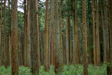 Pine Forest Nature of Summer. Green Background.deep green thick forest with high grass on ground...