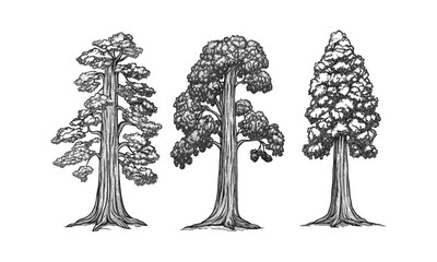 Fototapeta premium Sequoia tree silhouettes, forest grove woodland giants, hand-drawn canopy, tall trunk vector illustration, retro forest art, ancient nature scene, wilderness background.