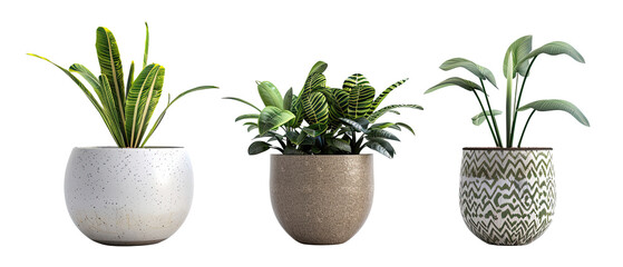 Collection of various tropical houseplants displayed in white ceramic pots. Potted exotic house plants on white floor against white wall. Home garden banner. isolated with clipping path