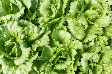 Close up photo of organic lettuce, selective focus.
