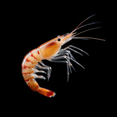 Vibrant shrimp in dark water