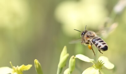 Flying honey bee collecting pollen from blossom